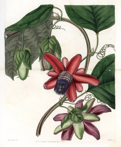 Passion Variete – S.Watts által gravírozott tábla Sarah Anne Drake (1803-1857) illusztrációjáról, Sydenham Edwards (1768-1819) botanikai nyilvántartásából, Angliából alkotó: Sydenham Teast Edwards