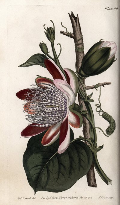 Golgotavirág, bimbó és virág. Színes rézmetszet, Sydenham Edwards (1768-1819) illusztrációja a Lambethi Botanikus Kert (Anglia) botanikai konferenciájához alkotó: Sydenham Teast Edwards