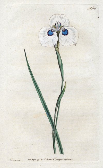 Páva írisz – Sydenham Edwards litográfiája (1768-1819), lemez William Curtis Botanical Magazine-jából (1746-1799) alkotó: Sydenham Teast Edwards