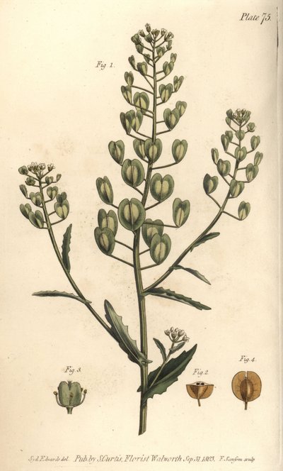 Pennycress, Thlaspi arvense, Siliculosa. F. Sansom kézi színű rézmetszete Sydenham Edwards botanikai illusztrációjáról William Curtis Botanikai előadásaihoz, a lambethi botanikus kertben alkotó: Sydenham Teast Edwards