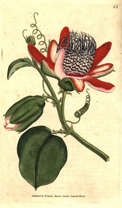 Perfumee grenadilla (vagy refresco maracuja) – (Szárnyas golgotavirág, Passiflora alata. Kézzel színezett rézmetszet James Sowerby botanikai illusztrációja nyomán, William Curtis Botanical Magazine-jából, Lambeth Marsh, London alkotó: Sydenham Teast Edwards