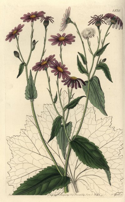Pericallis tussilaginis (Senecio tussilaginis). S. Watts kézi színű rézmetszet Miss Sarah Drake illusztrációja nyomán a Sydenham Edwards Botanical Register-ből, Ridgeway, London alkotó: Sydenham Teast Edwards