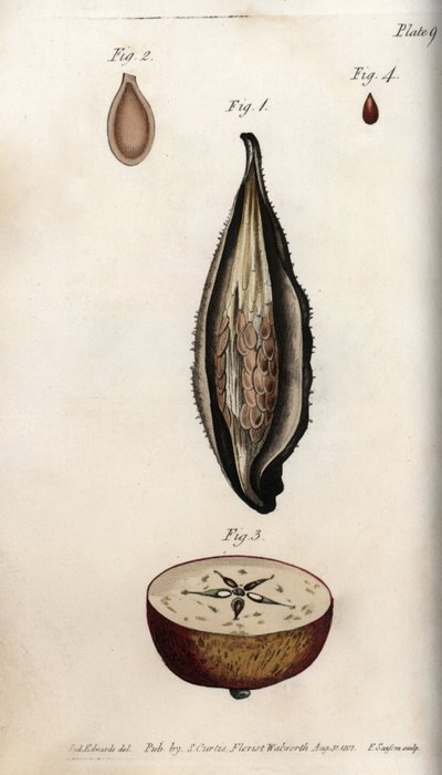 Papagájfű (vagy vatta) perikarpája és a hazai almafa termésének metszete Színes rézmetszet, Sydenham Edwards (1768-1819) illusztrációja Botanikai Konferenciák számára, Lambeth Botanical Garden, Anglia alkotó: Sydenham Teast Edwards