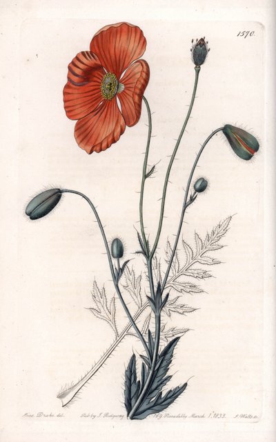 Persian Poppy Variete – S.Watts metszet, Sarah Anne Drake (1803-1857) illusztrációja alapján, a Sydenham Edwards (1768-1819) botanikai nyilvántartásából, Angliából alkotó: Sydenham Teast Edwards