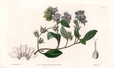 Phacelia, Kalifornia endémiája – S. Watts vésette, Sarah Anne Drake (1803-1857) illusztrációjából, a Sydenham Edwards (1768-1819) botanikai nyilvántartásából, Angliából alkotó: Sydenham Teast Edwards