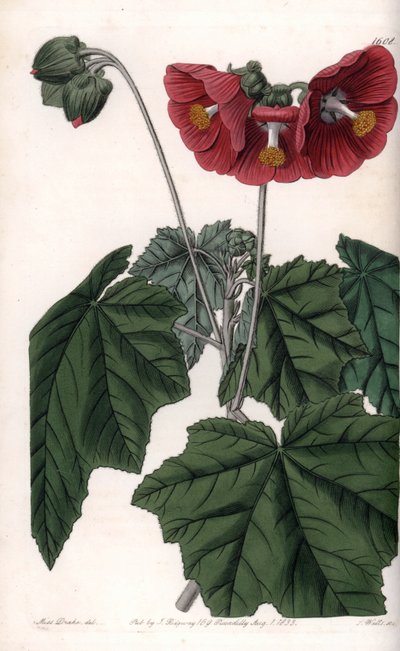 Phymosia variete, vörös virágok, Mexikóban őshonos – S. Watts metszet, Sarah Anne Drake (1803-1857) illusztrációja alapján, a Sydenham Edwards (1768-1819) botanikai nyilvántartásából, Angliából alkotó: Sydenham Teast Edwards