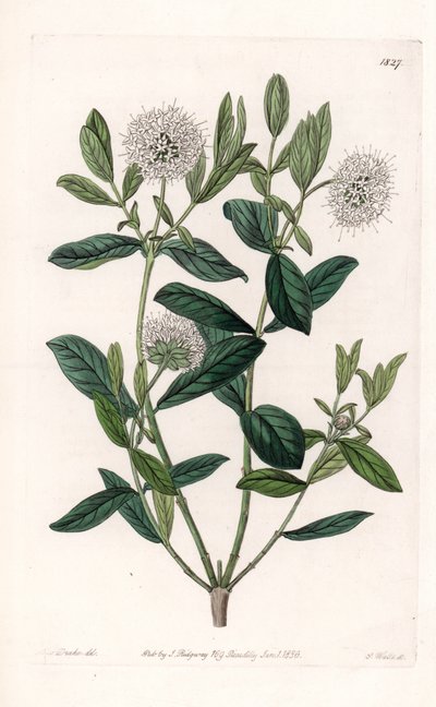 Pimelea Variete – S.Watts által gravírozott tábla Sarah Anne Drake (1803-1857) illusztrációjáról, a Sydenham Edwards (1768-1819) botanikai nyilvántartásából, Angliából alkotó: Sydenham Teast Edwards