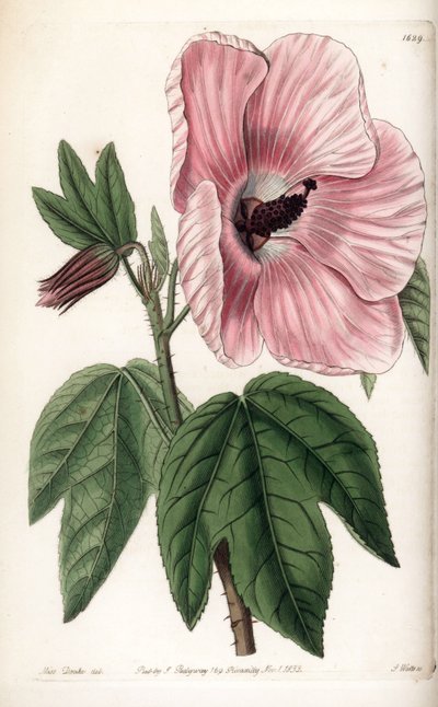 Rózsaszín hibiszkusz – S.Watts által gravírozott lemez, Sarah Anne Drake (1803-1857) illusztrációjáról, a Sydenham Edwards (1768-1819) botanikai nyilvántartásából, Angliából alkotó: Sydenham Teast Edwards