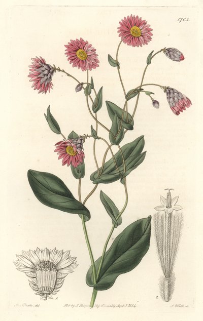Rózsaszín rhodanthe, Ausztráliában őshonos – S. Watts erős víz Sarah Anne Drake (1803-1857) illusztrációjáról, a botanikai nyilvántartásból alkotó: Sydenham Teast Edwards