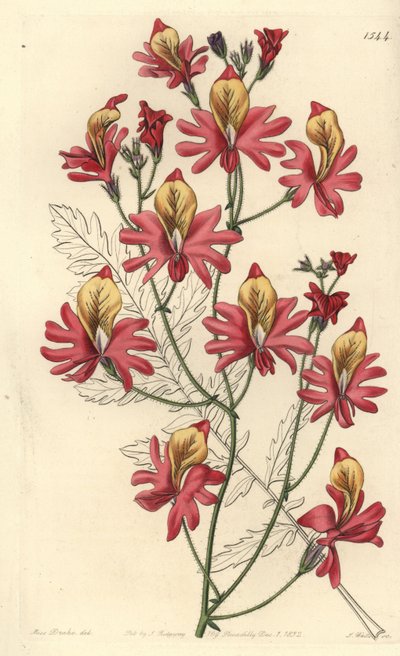 Szegény ember orchideája, Schizanthus grahamii (Tompa szirmú schizanthus, Schizanthus retusus). S. Watts kézi színű rézmetszet Miss Sarah Drake illusztrációja nyomán a Sydenham Edwards Botanical Register-ből, Ridgeway, London alkotó: Sydenham Teast Edwards