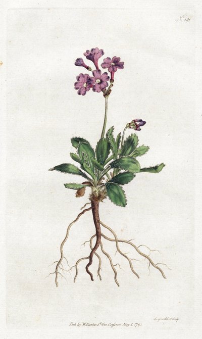 Primevere marginee – Sydenham Edwards litográfiája (1768-1819), lemez William Curtis Botanical Magazine-jából (1746-1799) alkotó: Sydenham Teast Edwards
