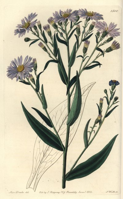 Lila virágú őszirózsa variete - Symphyotrichum laeve (Sima őszirózsa, Aster laevis). S. Watts kézi színű rézmetszet Miss Sarah Drake illusztrációja nyomán a Sydenham Edwards Botanical Register-ből, Ridgeway, London alkotó: Sydenham Teast Edwards