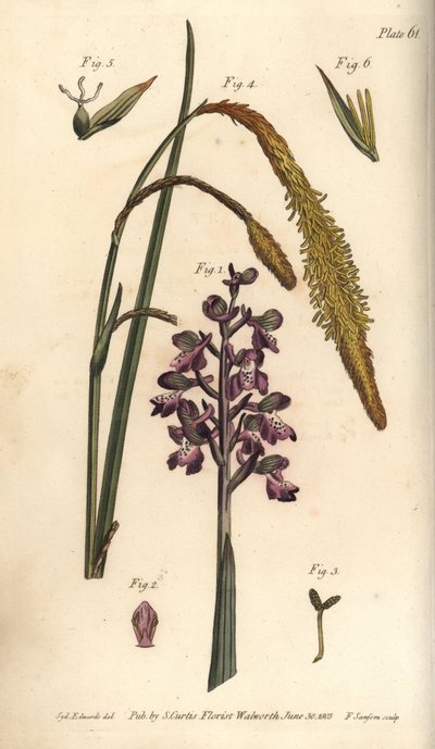Lila orchidea, hím orchidea, Gynandria alkotó: Sydenham Teast Edwards