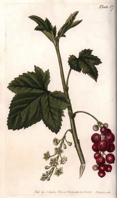 Ribizli. Színes rézmetszet, Sydenham Edwards (1768-1819) illusztrációja a Lambethi botanikus kert konferenciájához (Anglia) alkotó: Sydenham Teast Edwards