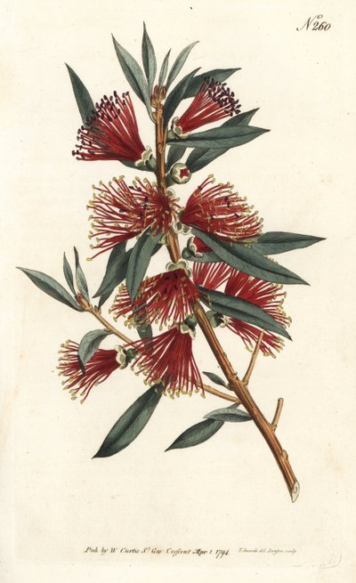 Rince flakonos citrin, palacköblítő vagy piros gombostű növény - Crimson palackkefe, Callistemon citrinus (Harsh-Lev