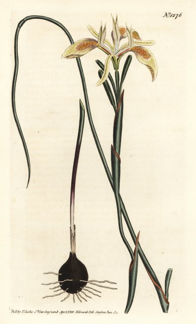 Hengerelt levelű moraea, Moraea angusta. F. Sansom Jr. kézi színű rézmetszete Sydenham Edwards illusztrációja után a William Curtis Botanical Magazine-ból, T. Curtis, London alkotó: Sydenham Teast Edwards