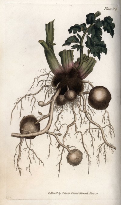 A vetőburgonya gyökerei és gumói. Színes rézmetszet, Sydenham Edwards (1768-1819) illusztrációja a Lambethi Botanikus Kert (Anglia) botanikai konferenciájához alkotó: Sydenham Teast Edwards
