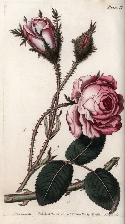 Rózsa, rózsa virág száz levele. Színes rézmetszet, Sydenham Edwards (1768-1819) illusztrációja a Lambethi Botanikus Kert (Anglia) botanikai konferenciájához alkotó: Sydenham Teast Edwards