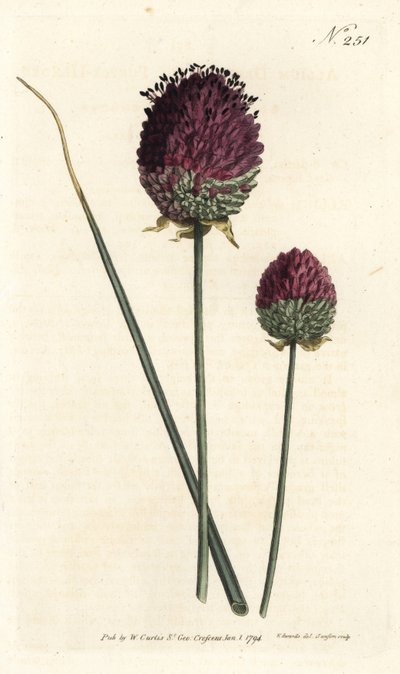 Kerekfejű fokhagyma, Allium sphaerocephalon (Bíborfejű fokhagyma, Allium descendens). Sansom kézzel színezett rézmetszet Sydenham Edwards illusztrációja nyomán William Curtis Botanical Magazine Londonból alkotó: Sydenham Teast Edwards