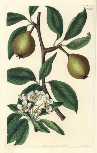 Zsályalevelű körte - zsályalevelű körte, Pyrus salviifolia (Pyrus salvifolia). S. Watts kézi színű rézmetszet Sarah Drake illusztrációja után a Sydenham Edwards Botanical Register-ből, Ridgeway, London alkotó: Sydenham Teast Edwards