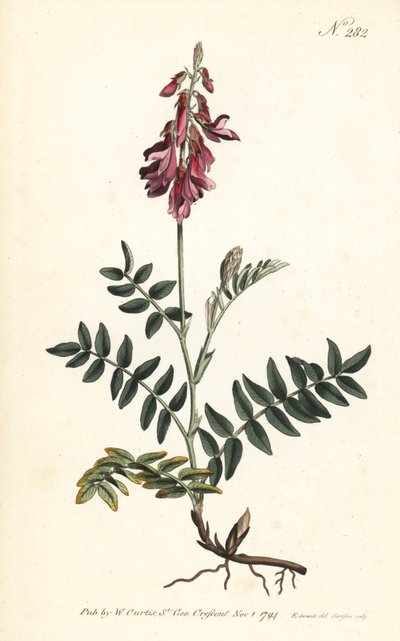 Sainfoin des Alpes - alpesi sáfrány, Hedysarum hedysaroides (Kúszó gyökerű hedysarum obscurum) - Sansom kézi színű rézmetszete Sydenham Edwards illusztrációja után, William Curtis Botanical Magazine, London, alkotó: Sydenham Teast Edwards