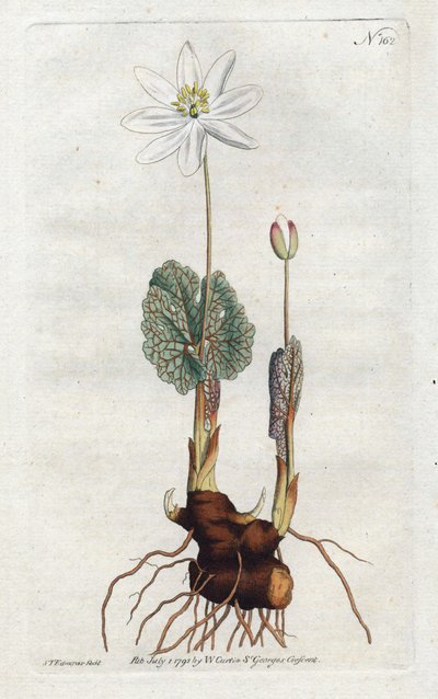 Sanguinaire du Canada – Sydenham Edwards litográfiája (1768-1819), lemez William Curtis Botanical Magazine-jából (1746-1799) alkotó: Sydenham Teast Edwards