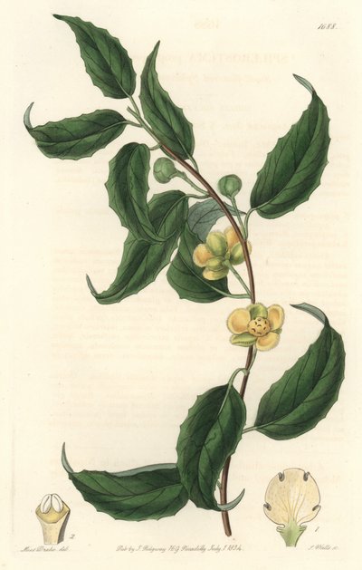 A Schisandra sárga virágai Nepálból származnak – S. Watts Water forte Sarah Anne Drake (1803-1857) illusztrációja alapján, a Botanical Registerből alkotó: Sydenham Teast Edwards