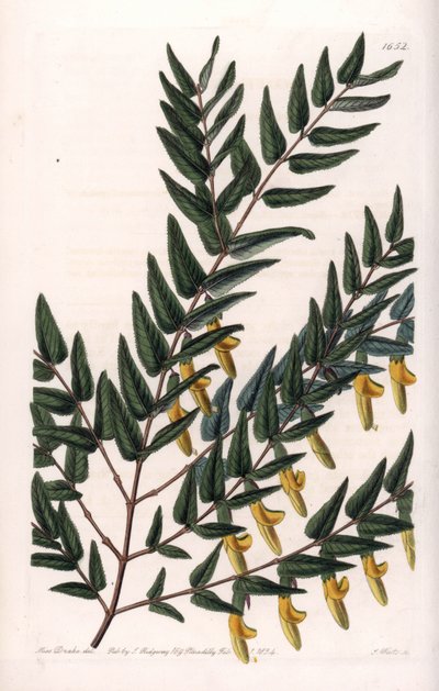 Scotia egy sima ágak – S.Watts által gravírozott tábla Sarah Anne Drake (1803-1857) illusztrációjáról, a Sydenham Edwards (1768-1819) botanikai nyilvántartásából, Anglia alkotó: Sydenham Teast Edwards