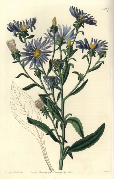 Shewy őszirózsa, Aster spectabilis. S. Watts kézi színű rézmetszet Miss Sarah Drake illusztrációja nyomán a Sydenham Edwards Botanical Register-ből, Ridgeway, London alkotó: Sydenham Teast Edwards