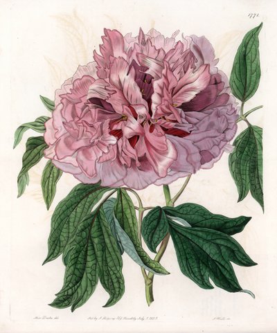 Cserjes bazsarózsa vagy juh bazsarózsa – S.Watts gravírozott tábla Sarah Anne Drake (1803-1857) illusztrációjából, a Sydenham Edwards (1768-1819) botanikai nyilvántartásából, Angliából alkotó: Sydenham Teast Edwards