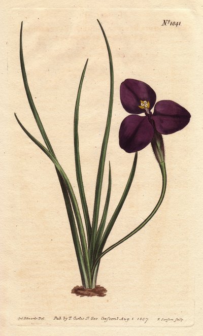 Selymes patersonia sötétlila virággal. Nevét Paterson ezredesről kapta, aki az ausztrál flórát tanulmányozta. Selymes patersonia sötétlila virággal. Ausztrália szülötte. Paterson ezredesről, Új-Dél-Wales helyettes kormányzójáról nevezték el. Patersonia ser alkotó: Sydenham Teast Edwards