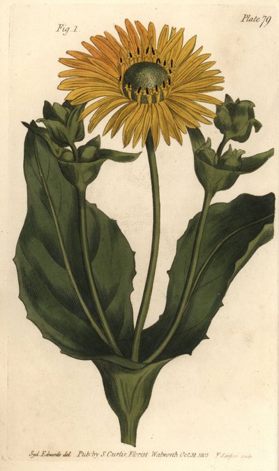 Silphium vagy gyantafű, Silphium asteriscus, Polygamia nessaria. F. Sansom kézi színű rézmetszete Sydenham Edwards botanikai illusztrációjáról William Curtis Botanikai előadásaihoz, a lambethi botanikus kertben alkotó: Sydenham Teast Edwards
