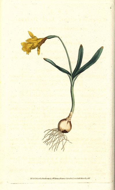 Kis nárcisz - Legkevesebb nárcisz, Narcissus pseudonarcissus subsp. minor (Narcissus minor). Kézzel színezett rézmetszet James Sowerby botanikai illusztrációja nyomán William Curtis The Botanical Magazine-jából, Lambeth Marsh, London alkotó: Sydenham Teast Edwards
