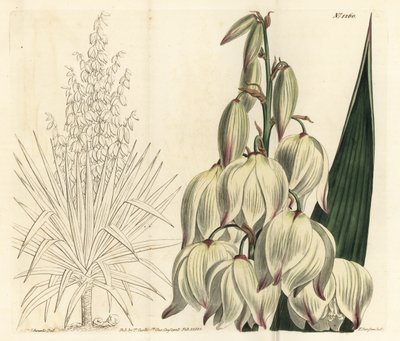 Spanyol tőr vagy kiváló Ádámtű, Yucca gloriosa. F. Sansom Jr. kézi színű rézmetszete Sydenham Edwards illusztrációja után a William Curtis Botanical Magazine-ból, T. Curtis, London alkotó: Sydenham Teast Edwards