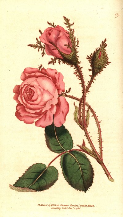 Csillogó rózsa (szikrázó rózsa) - Pink moha, Rosa centifolia f. muscosa (Rosa muscosa). Kézzel színezett rézmetszet William Curtis The Botanical Magazine botanikai illusztrációja után, Lambeth Marsh, London alkotó: Sydenham Teast Edwards