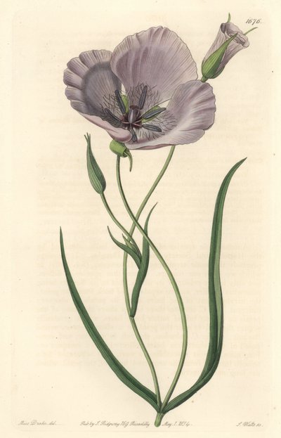 Splendid calochorte (splendid mariposa), őshonos Kaliforniában - Szatiny calochortus vagy pompás mariposa liliom, Calochortus splendens, Kaliforniában őshonos - S. Watts kézi színű rézmetszet Miss Drake illusztrációja után, Sydenham Edwartól alkotó: Sydenham Teast Edwards