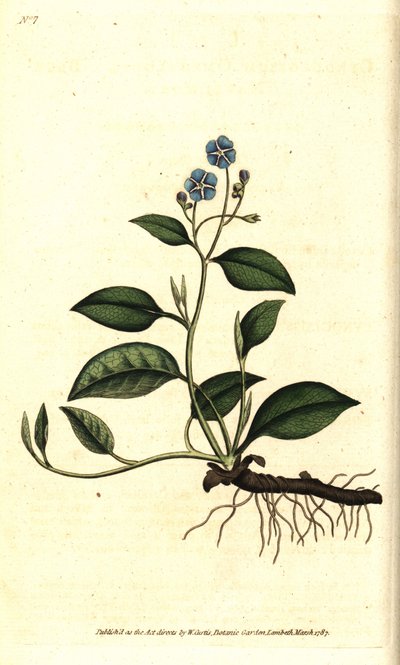 Spring Omphalodes vagy Printaniere Little Borage - Kúszó köldökfű, Omphalodes verna (kék köldökfű, Cynoglossum omphalodes). Kézzel színezett rézmetszet James Sowerby botanikai illusztrációja nyomán William Curtis The Botanical Magazine-jából, L. alkotó: Sydenham Teast Edwards