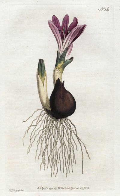 Tavaszi bulbocode vagy campanette – Sydenham Edwards litográfiája (1768-1819), William Curtis Botanical Magazine-jából (1746-1799) alkotó: Sydenham Teast Edwards