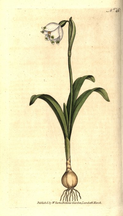 Tavaszi szint vagy Claudinette - Tavaszi hópehely, Leucojum vernum. Kézzel színezett rézmetszet James Sowerby botanikai illusztrációja nyomán William Curtis The Botanical Magazine-jából, Lambeth Marsh, London alkotó: Sydenham Teast Edwards