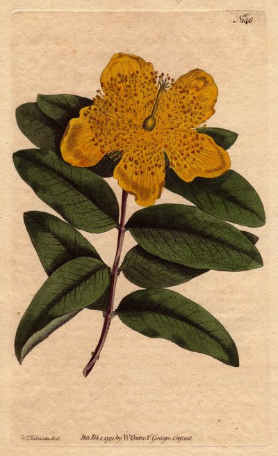 Széles sárga virágú orbáncfű. Nagy virágú orbáncfű sárga virágokkal. Hypericum calycinum. Kézi színű rézmetszet Sydenham Edwards botanikai illusztrációjáról, William Curtis „” Botanical Magazine”-ból, 1790-1800. alkotó: Sydenham Teast Edwards