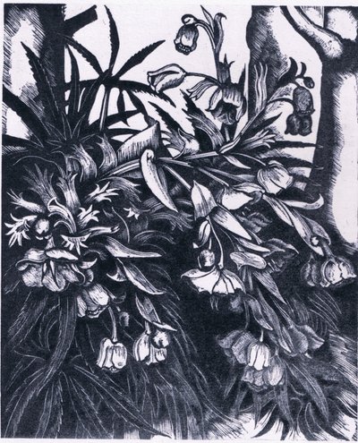 Stinking Hellebore, Nature in Britain, Collins alkotó: Sydenham Teast Edwards
