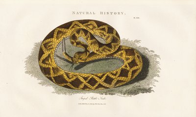 Csíkos csörgőkígyó alkotó: Sydenham Teast Edwards
