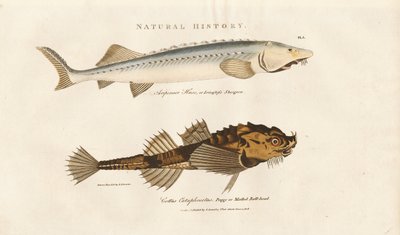 Sturgeon és Pogge alkotó: Sydenham Teast Edwards