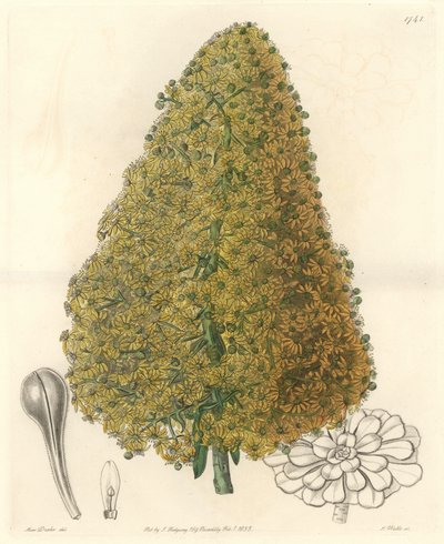 Zamatos növény, az Aenium virága, őshonos a Kanári-szigeteken – Erős víz S. Wattstól Sarah Anne Drake (1803-1857) illusztrációjából, a botanikai nyilvántartásból alkotó: Sydenham Teast Edwards