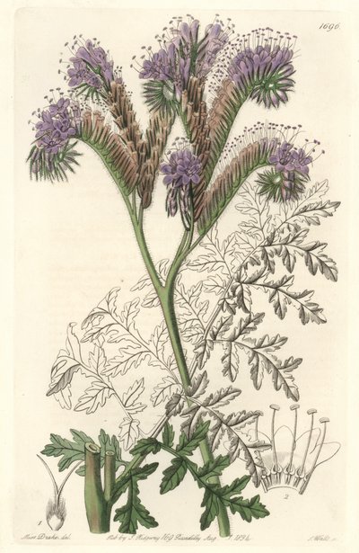 Tansy level phacelia, őshonos Kaliforniában – S. Watts Water Forte Sarah Anne Drake (1803-1857) illusztrációjából, a Botanical Registerből alkotó: Sydenham Teast Edwards