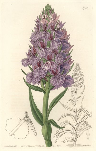 Szárazföldi orchidea, Madeire szigetén honos – S. Watts vízi erődje Sarah Anne Drake (1803-1857) illusztrációjából, a botanikai nyilvántartásból alkotó: Sydenham Teast Edwards