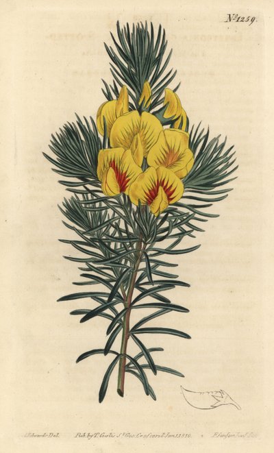 A cotter vagy mézbokor - Tengerparti tea vagy kustee, Cyclopia genistoides (Pettyes virágú ibbetsonia, Ibbetsonia genistoides). F. Sansom Jr. kézi színű rézmetszete Sydenham Edwards illusztrációja nyomán William Curtis Botanical Magazjából alkotó: Sydenham Teast Edwards