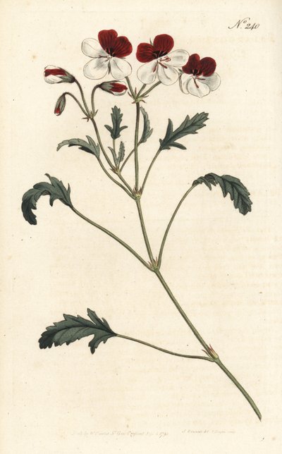 Háromszínű darucsőrű, Pelargonium tricolor. Kézzel színezett rézmetszet Sansomtól Sydenham Edwards illusztrációja nyomán William Curtis Botanical Magazine-ból, London alkotó: Sydenham Teast Edwards