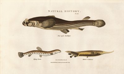 Három szokatlan halfaj alkotó: Sydenham Teast Edwards
