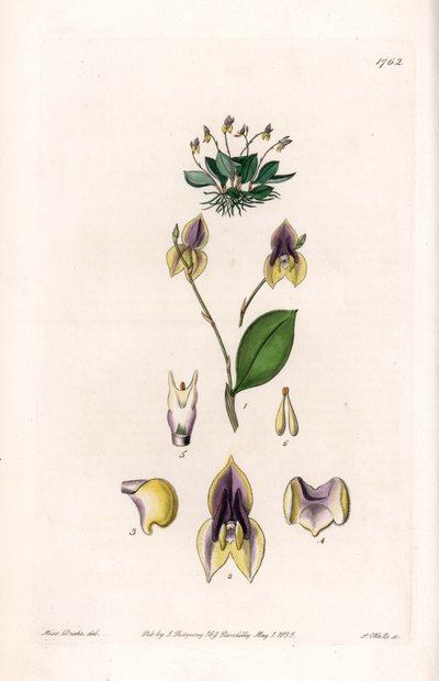 Három fog Lepanthe – S. Watts által gravírozott lemez, Sarah Anne Drake (1803-1857) illusztrációjáról, Sydenham Edwards (1768-1819) botanikai nyilvántartásából, Angliából alkotó: Sydenham Teast Edwards
